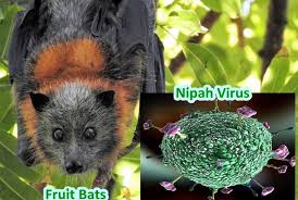 nipaah.jpg