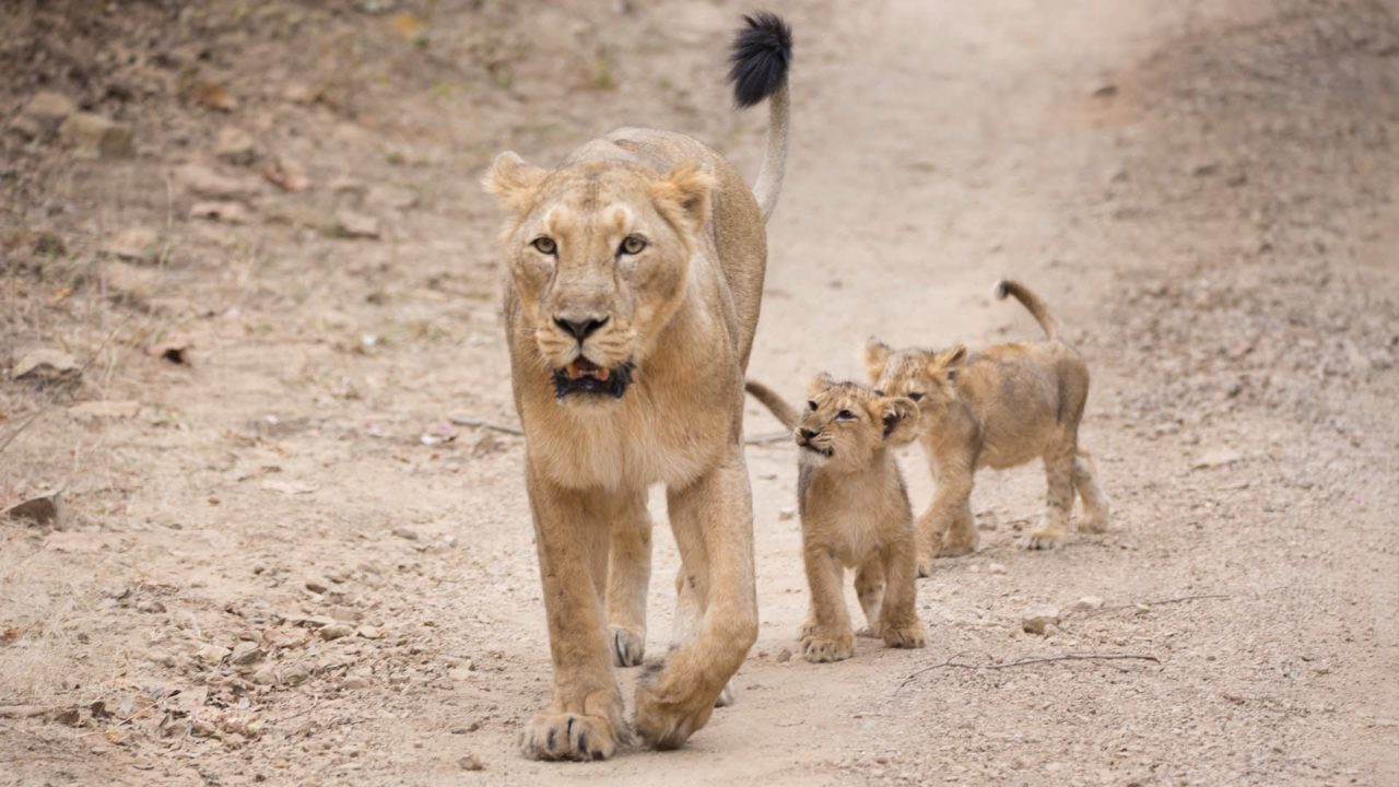 cub2-1280x720.jpg