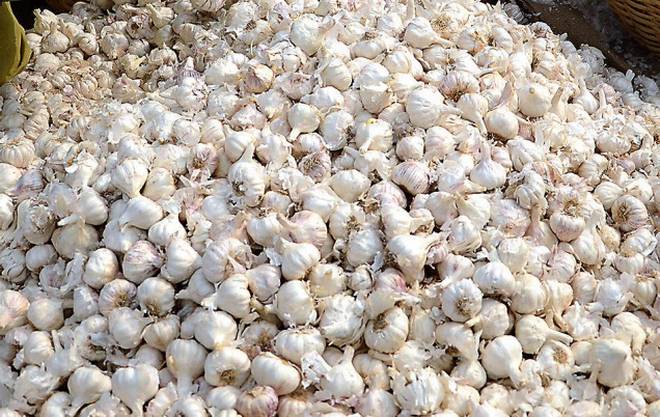 garlic-1.jpg