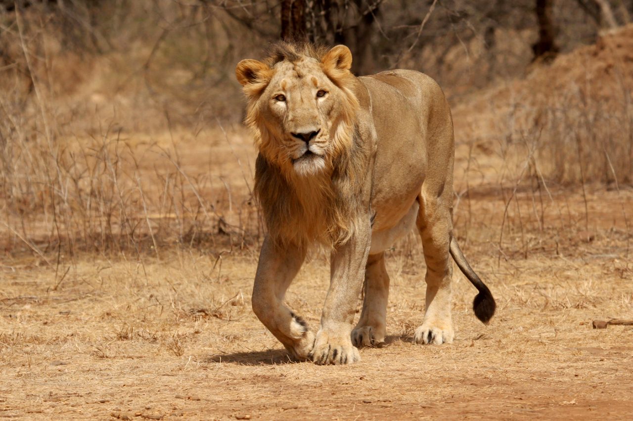 lions-1280x853.jpg
